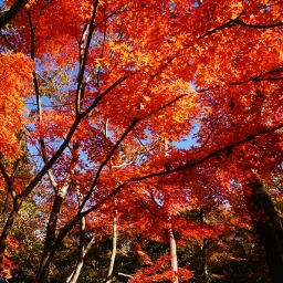 nature emotions autumn autumn tints wapautumn